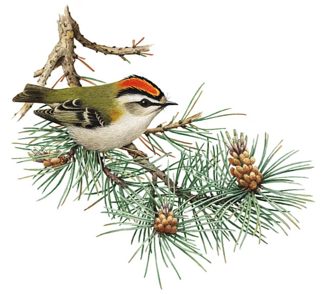 Sommergoldhähnchen